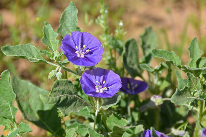 Purple Ground Cherry has showy purple, violet or pinkish-white flowers, with a white eye in the center. Quincula 